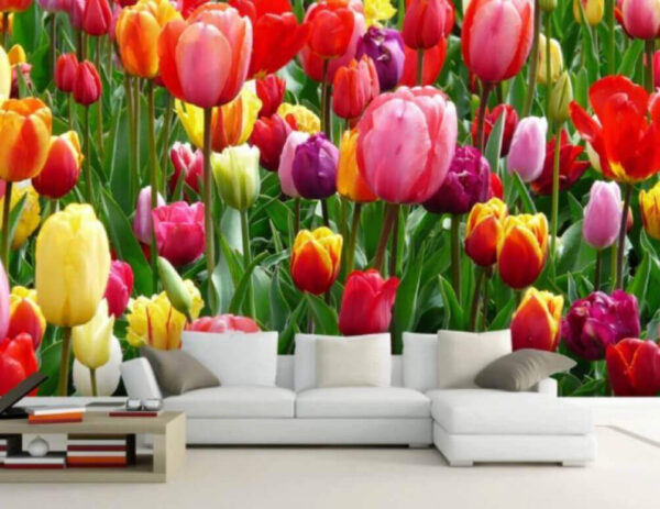 Skupina barevných tulipánů Fototapeta Skupina barevných tulipánů