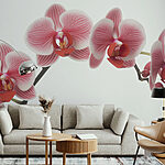 Fototapeta Jemné orchideje v jemných odstínech