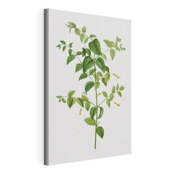 Botanická ilustrace se zelenými listy Obraz Botanická ilustrace se zelenými listy