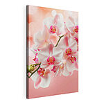 Obraz Elegantní orchideje v jemných růžových odstínech