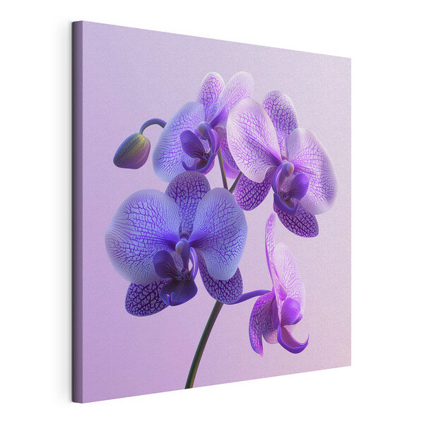 Obraz Fialový a bílý květ orchideje