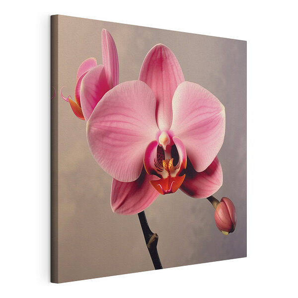 Obraz Kvetoucí jemně růžová orchidej