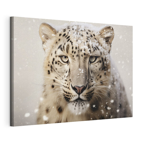 Sněžný leopard se sněhem na hlavě Obraz Sněžný leopard se sněhem na hlavě